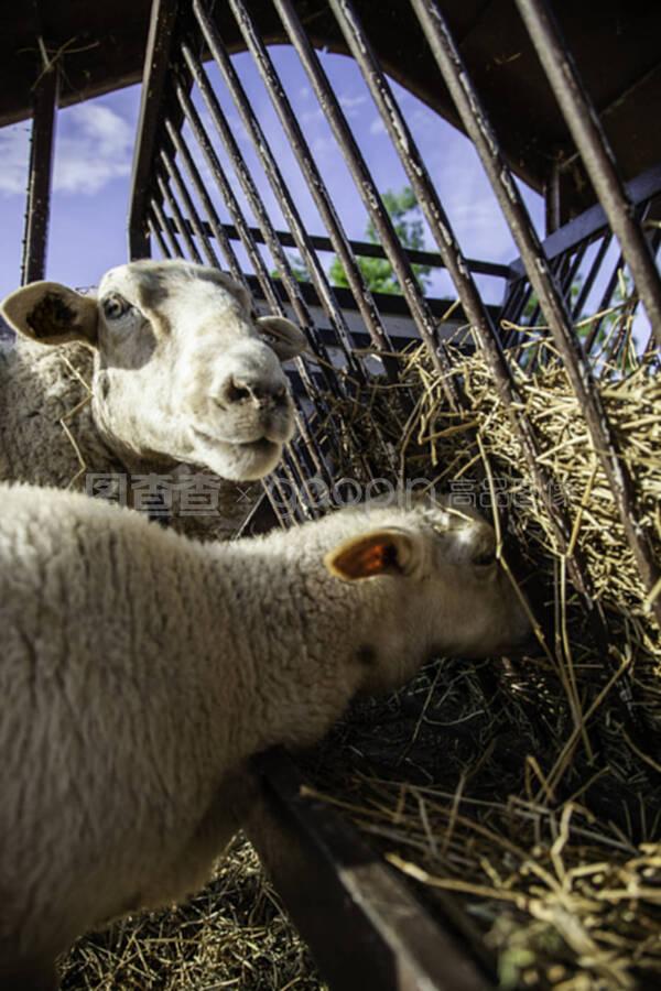 农场饲养的绵羊