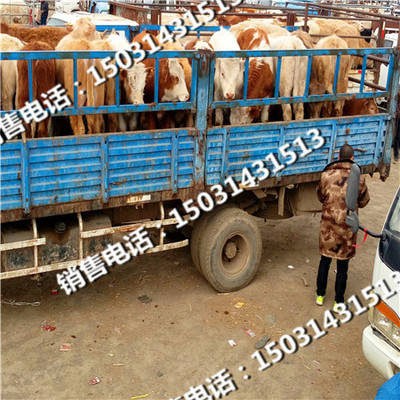 张北县牲畜市场交易肉牛犊市场