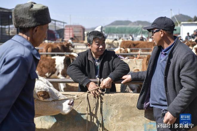 贵州威宁:牛市供销两旺